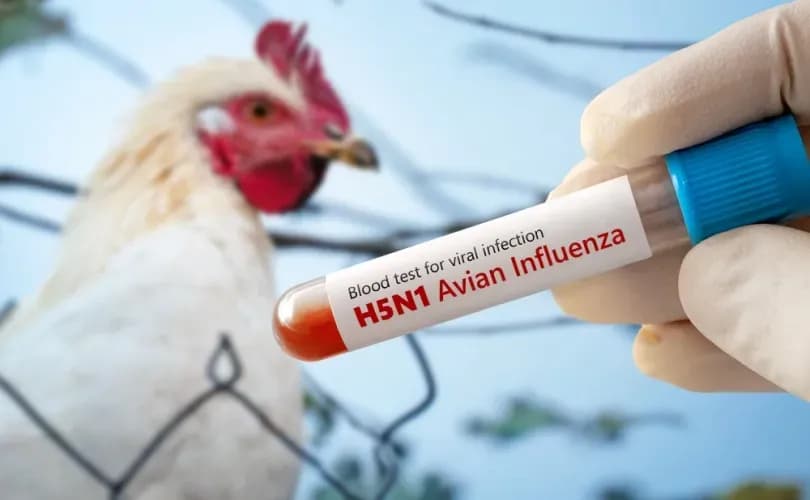 USDA conditionally approves bird flu vaccine for poultry: report