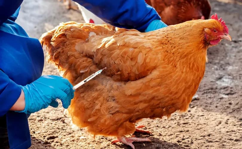 RFK Jr. cancels $700 million mRNA bird flu 'vaccine' contract with Moderna over safety concerns