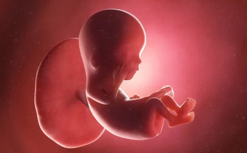 Unborn babies can actually feel pain at 12 weeks. Here's how we know