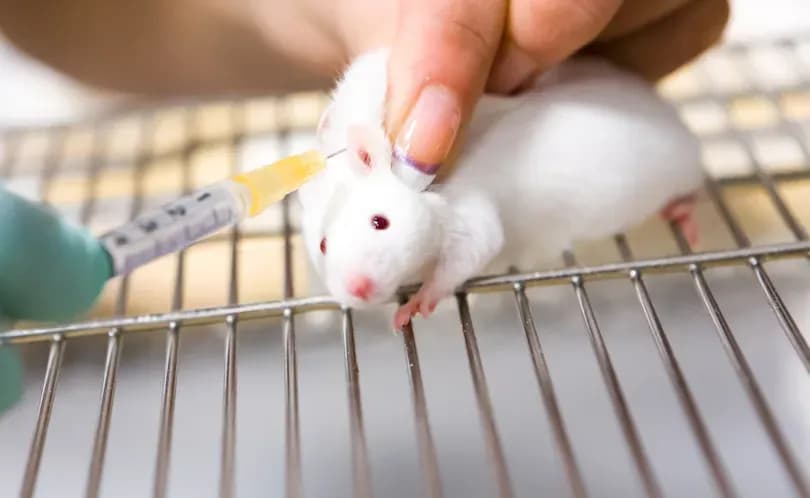 Trump calls out Biden administration for spending $8 million on 'transgender mice' experiments