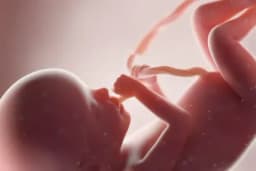 Thumbnail for Indiana passes law requiring students to see video showing unborn baby developing in womb