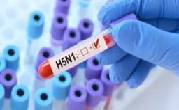 Thumbnail for Trudeau government buys 500k bird flu vaccines to be ‘ready’ for potential ‘health threats’