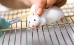 Thumbnail for Trump calls out Biden administration for spending $8 million on 'transgender mice' experiments